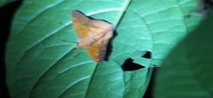 Dyscophellus phraxanor