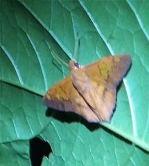 Dyscophellus phraxanor