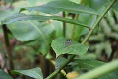 Ithomia agnosia pellucida