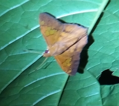Dyscophellus phraxanor