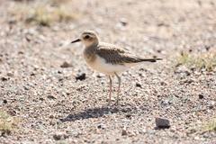 Charadrius veredus