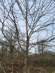 Gleditsia triacanthos triacanthos