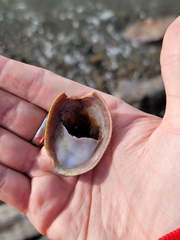 シマメノウフネガイ
