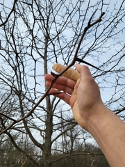 Gleditsia triacanthos triacanthos