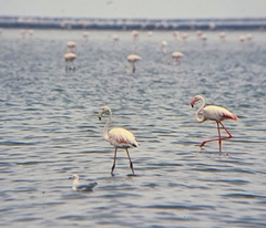 Phoenicopterus roseus