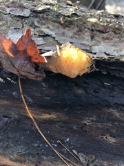 Radulomyces copelandii