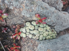 Conophytum ficiforme