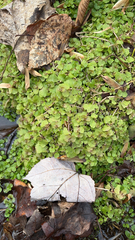 Chrysosplenium americanum