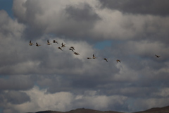 Syrrhaptes paradoxus