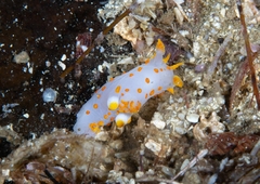 Polycera quadrilineata