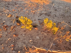 Pectis papposa papposa