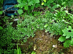Antennaria neglecta