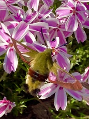 Hemaris fuciformis