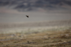 Montifringilla davidiana