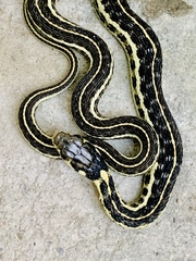 Thamnophis pulchrilatus
