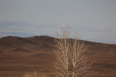 Buteo hemilasius