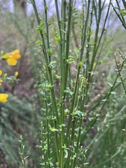 Cytisus