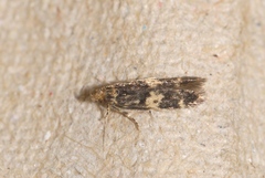 Apatema impunctella