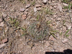 Echinofossulocactus heteracanthus