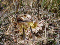 Echinofossulocactus heteracanthus