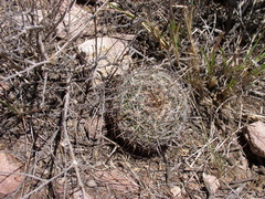 Echinofossulocactus heteracanthus