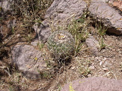 Echinofossulocactus heteracanthus