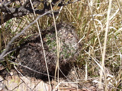Echinofossulocactus heteracanthus