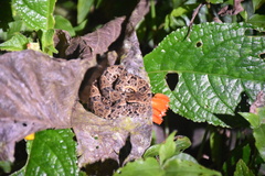 Bothrops atrox