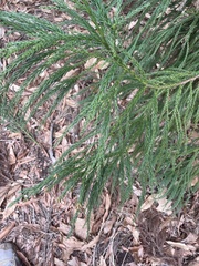 Cryptomeria japonica