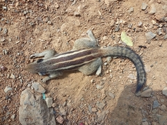 Funambulus pennantii