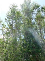 Tessaria integrifolia