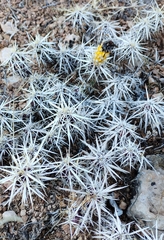 Grusonia clavata
