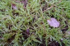 Pseudoscleropodium purum