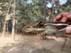 Funambulus pennantii