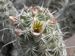 Mammillaria capensis
