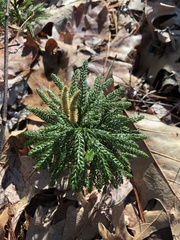 Dendrolycopodium