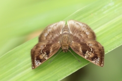 Quadrus cerialis