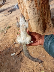 Funambulus pennantii