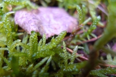 Pseudoscleropodium purum