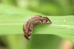 Quadrus cerialis