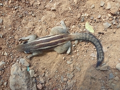 Funambulus pennantii