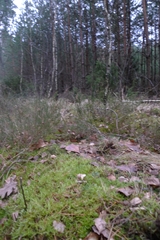 Pseudoscleropodium purum