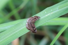 Quadrus cerialis
