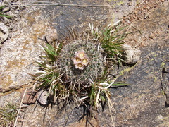 Echinofossulocactus heteracanthus