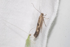 Scythris limbella