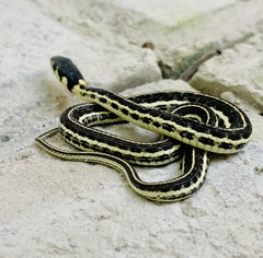 Thamnophis pulchrilatus