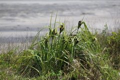 Cyperus ustulatus