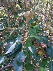 Olearia avicenniifolia