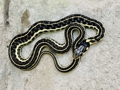 Thamnophis pulchrilatus