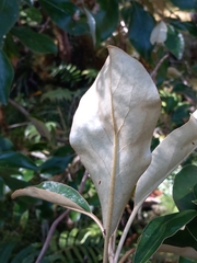 Olearia avicenniifolia